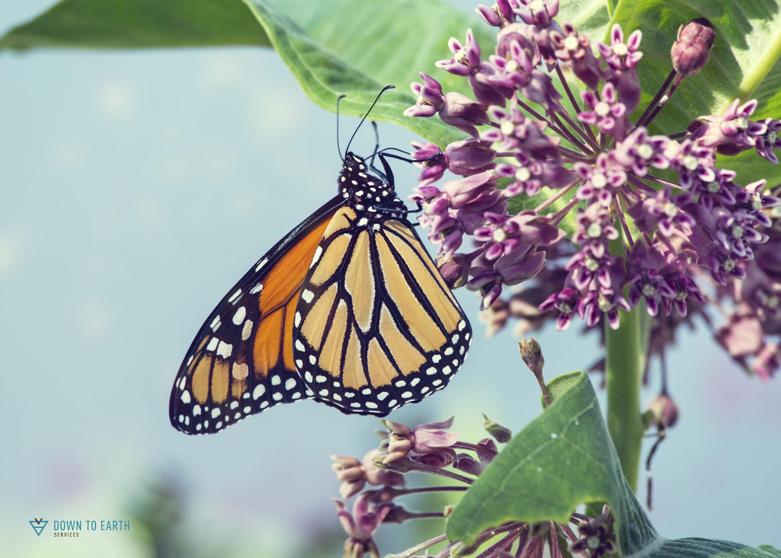 conserving pollinator species